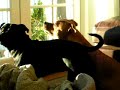 Chilli our Staffordshire Bull Terrier want to chase birds