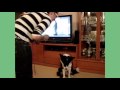 Some tricks of my Border Collie Lua