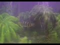 [My PETS] My Freshwater Fish Tank [PT-2]