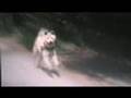 A Japanese Akita Called Hachi