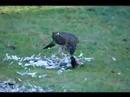 sparrow hawk eating stock dove