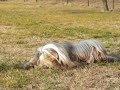 Dog Dancing Tricks No.6 - Shy