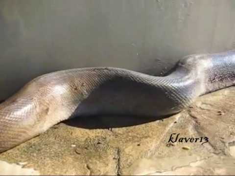 krotalias - Anaconda !!!!!!!!!!!!!!!!!!!!!!!!!!!!!!!!!