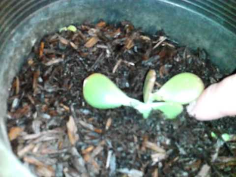 how to grow jade plant
