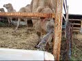ラクダ動画