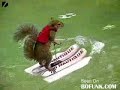 Rocky the Squirrel is one heck of an athlete! Check him out! Rocky the Squirrel is one heck of an athlete! Check him out!
