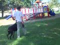 DRESAJ BESTK9NATION - DOBERMANN - www.bestk9nation.com DRESAJ BESTK9NATION - DOBERMANN - www.bestk9nation.com