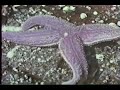 Invertebrate Fossils Lesson 16 part 6 Invertebrate Fossils Lesson 16 part 6