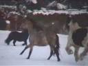 paarden en sneeuw