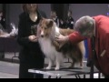 Darwin Show Puppy 3pts Dec07