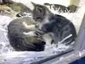 かわいい猫動画