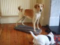 Ethel the jack russell meets an ancestor