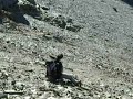 descente de pierrier  à la grande lauziere.