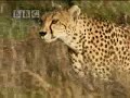 Big Cat Diary: Cheetah High Jinx