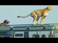 Cheetahs meet film crew - BBC wildlife