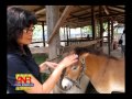 Nation Report: On the trail of a Lampang legend