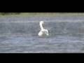 videos de Summer Afternoon on the Nissequogue River