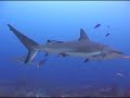 Diving with Reef Sharks at Roatan Island