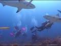 Roatan Diving with Sharks at www.Roatan.ws Roatan Diving with Sharks at www.Roatan.ws
