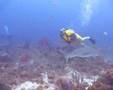 Roatan Diving with Sharks at www.Roatan.ws