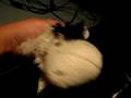 Webkinz Cow not Being messed up!!!!!!