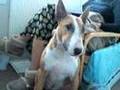 Bull Terriers talking