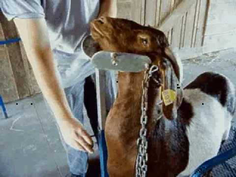 boergoat farming - Nephew David helps work our Boer Goat herd in Ohio.