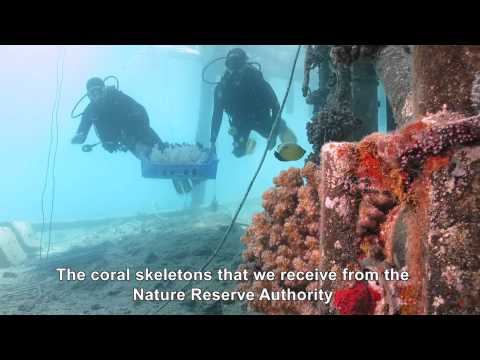 Saving the Coral Reefs Underwater Research by Technion Uri Shavit