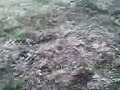 Sibbesse Kreisel Im Regen
