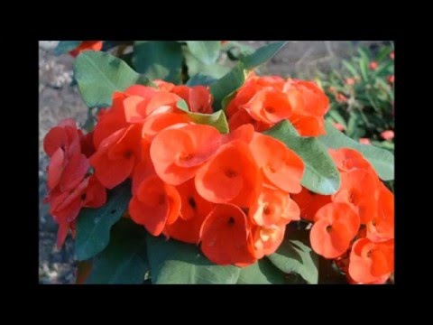 how to transplant euphorbia