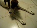 Puppy Training