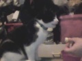 Click here to watch this video Pepper The Kitten Eating Cake