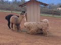 Young komondor with alpacas Young komondor with alpacas