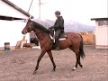 Hybrid Horsemanship (Rearer)