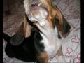 Basset Hound video
