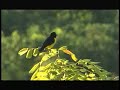 Calakmul Biosphere Reserve, Mexico - The Nature Conservancy