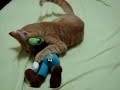 :: frederico o gato ::  05 