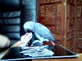 Parrot playing snap Parrot playing snap