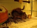 Head injured baby squirrel getting better, Animal Advocates, Mary Cummins