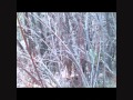 4 APR 2012 BIGFOOT RESEARCH IN THE HOT ZONE.wmv