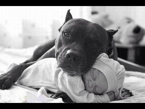 american pitbull terrier