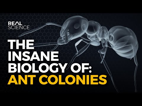The Insane Biology of: Ant Colonies