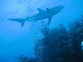 Bimini sharks