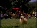 videos de Bud Frisbee
