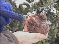 Trufas en la nieve: Tuber melanosporum