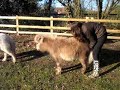 Fudge & Jess