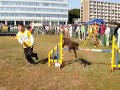 Go Go Komachi!! Go Go Komachi!!
