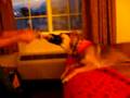 Jae the Wonder Dog
