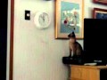 YouTube - Cat just killing time
