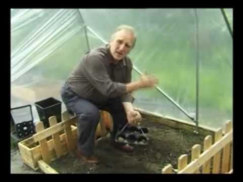 how to grow new potatoes for xmas